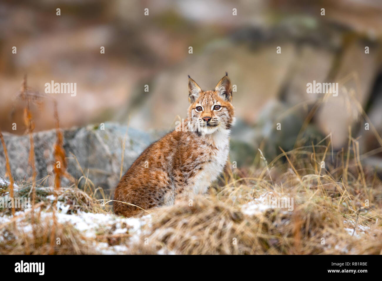 Eurasischen Luchs in den Wäldern im frühen Winter sitzen Stockfoto