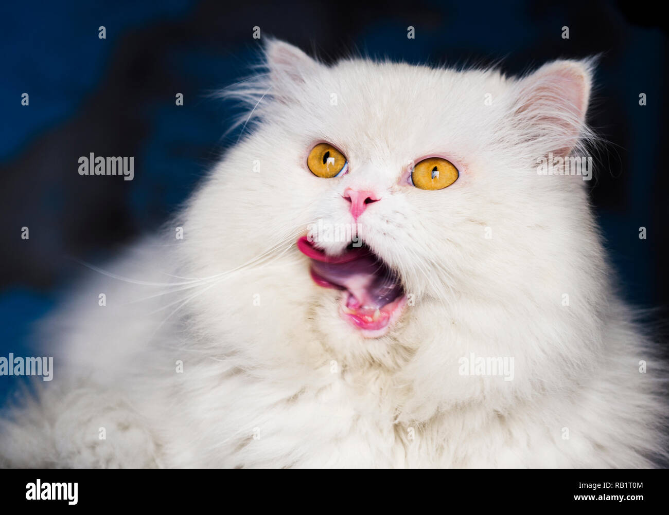 Adorable white Persischen Katze leckte seinen Mund Stockfoto