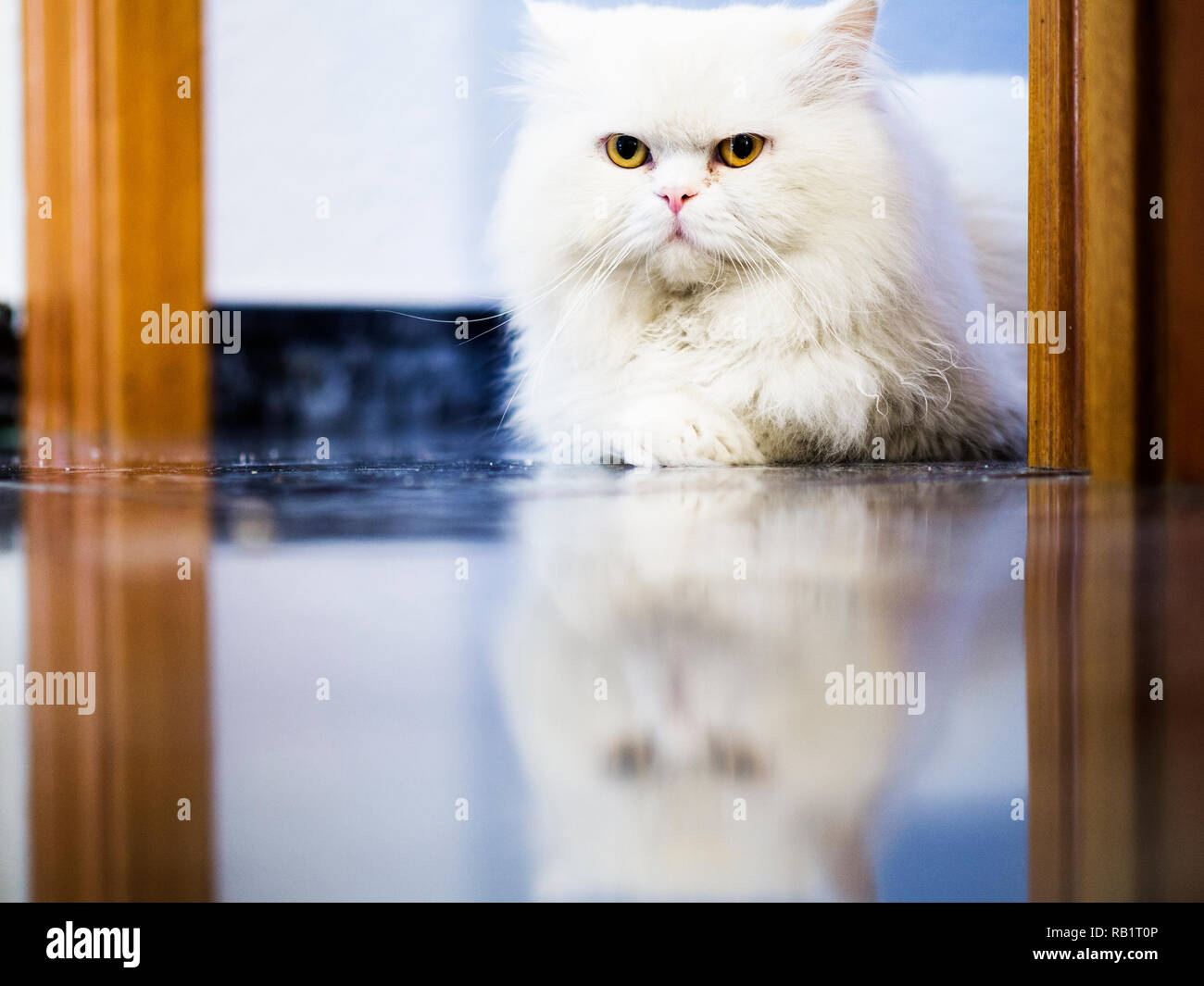 Schöne saubere weiße Perser Katze Stockfoto