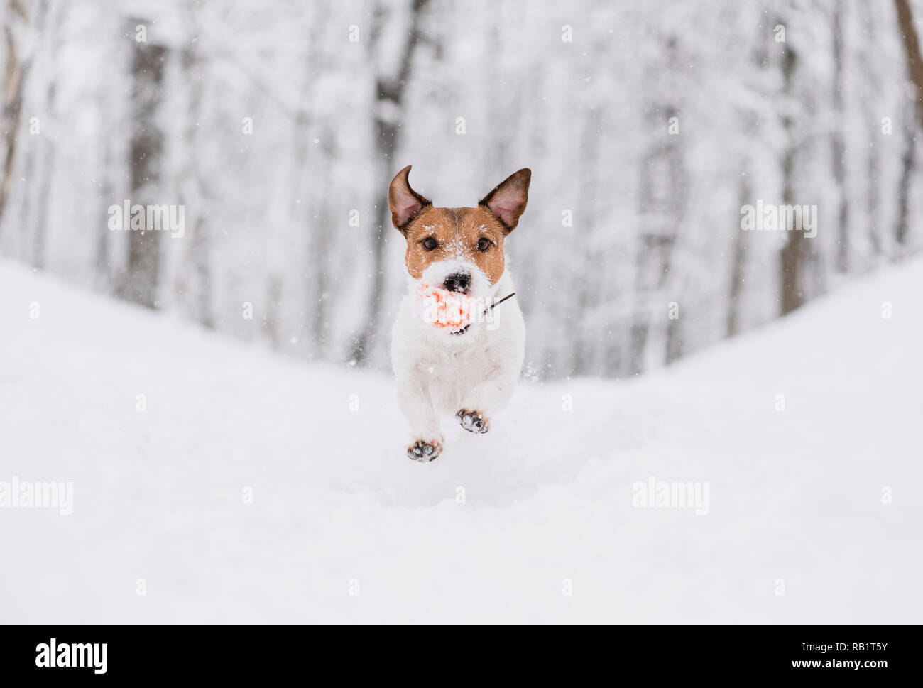 Glücklicher Hund bergab laufen und spielen in Winter Park mit hellen Spielzeug ball Stockfoto