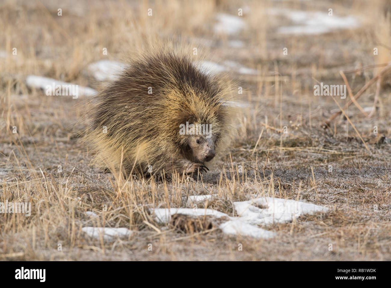 North American porcupine Stockfoto