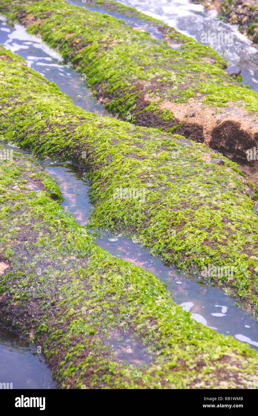 Grüne Riff bei Laomei in Taiwan Stockfoto