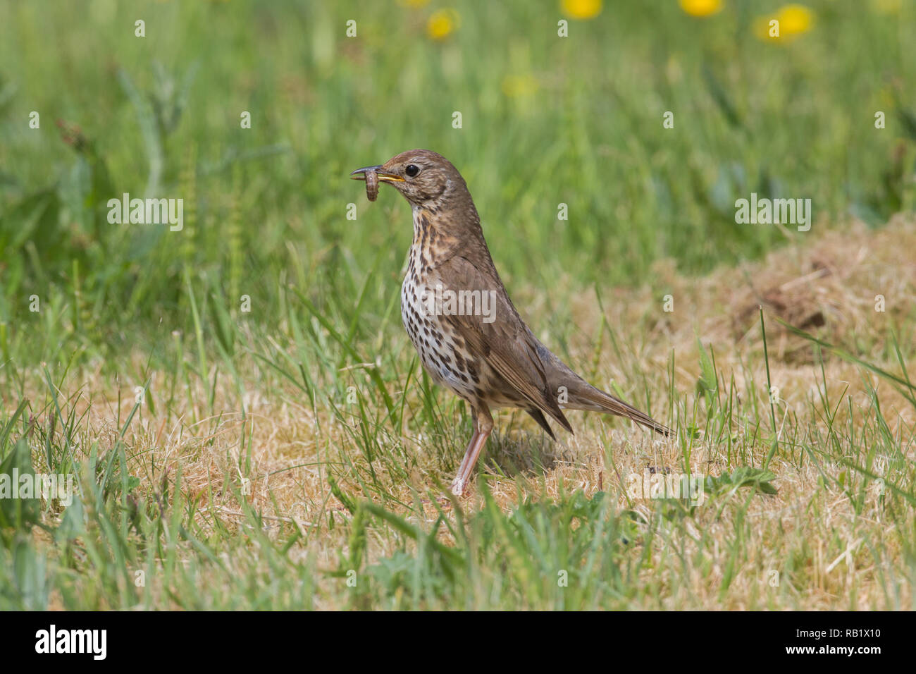 Singdrossel (Turdus philomelos). Durchführung gerade gefangen Caterpillar Beute. , Um Nahrung für Küken noch im Nest. Stockfoto