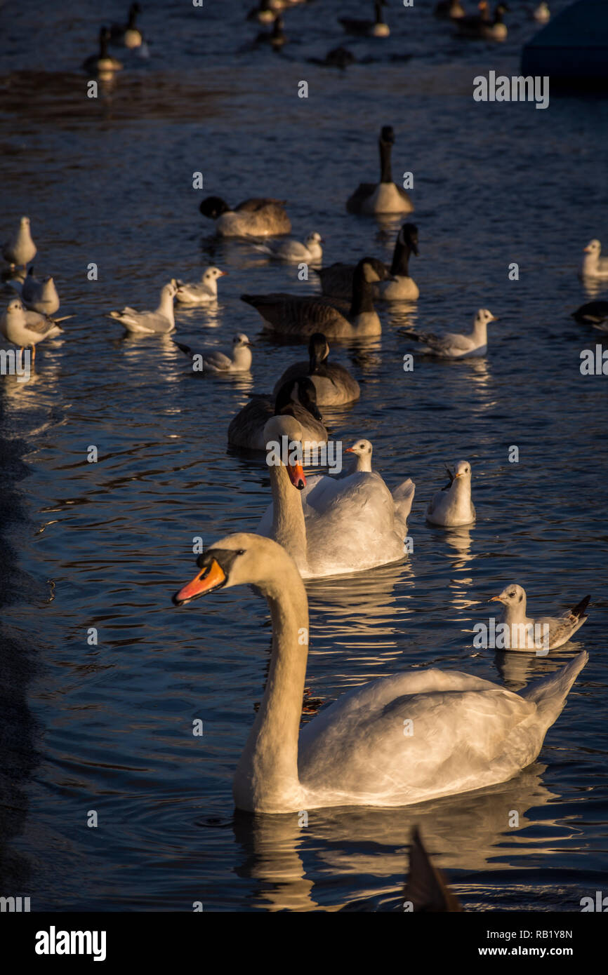 Schwäne auf dem See am Hyde Park Stockfoto