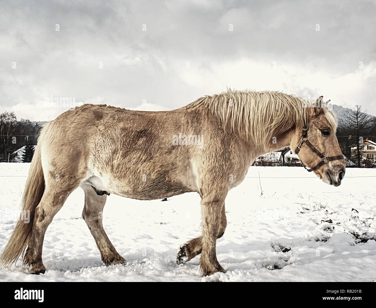 Schönes Pferd Isabella und Graben mit Huf auf nassen Schnee. Wiese mit Pferden die ersten Schnee. Stockfoto