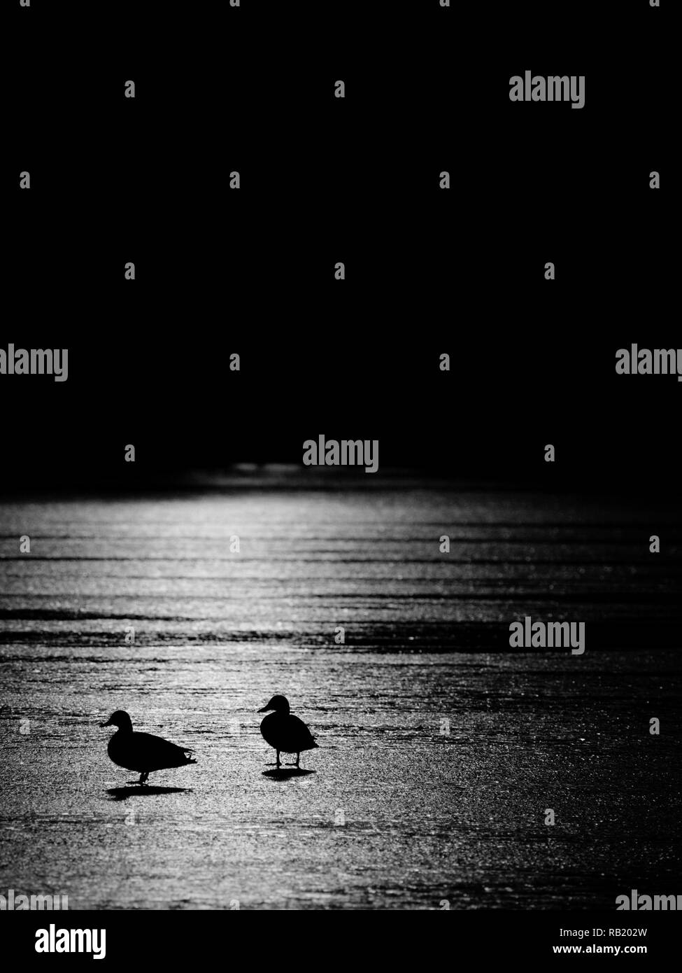 Enten skizziert. Die Eisdecke schmilzt unter der warmen Sonne mit hellen Strahlen in das gefrorene Wasser widerspiegelt. Stockfoto