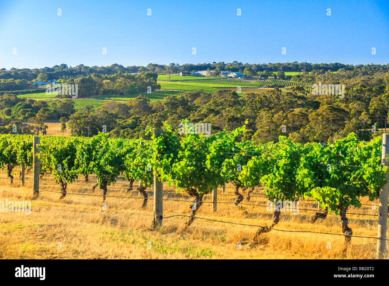 Reihen von weißen Trauben in einem der vielen Weinberge. Die malerische Landschaft der Wilyabrup in der berühmten Weinregion Margaret River, Western Australien, beliebt für Weinproben. Sonnigen Tag mit blauen Himmel. Stockfoto