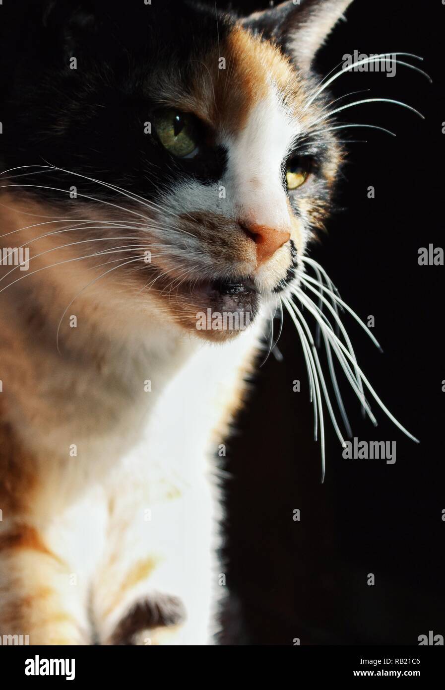 Nahaufnahme eines mehrfarbigen Katzen Gesicht, leuchtende grüne Augen, halb in die Sonne die Hälfte im Schatten Stockfoto