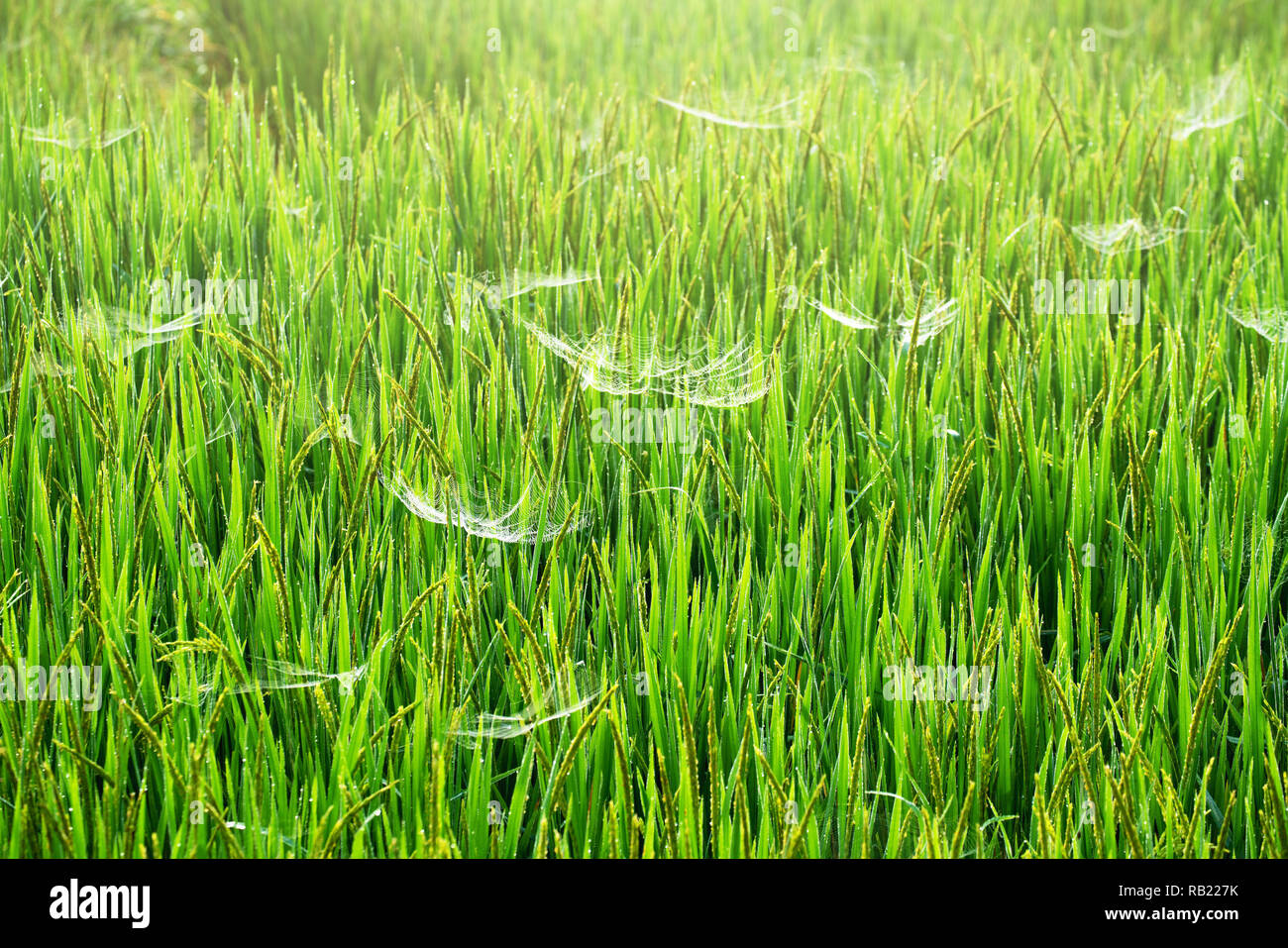 Reisfeld Natur sonnig mit Spinnennetz Stockfoto