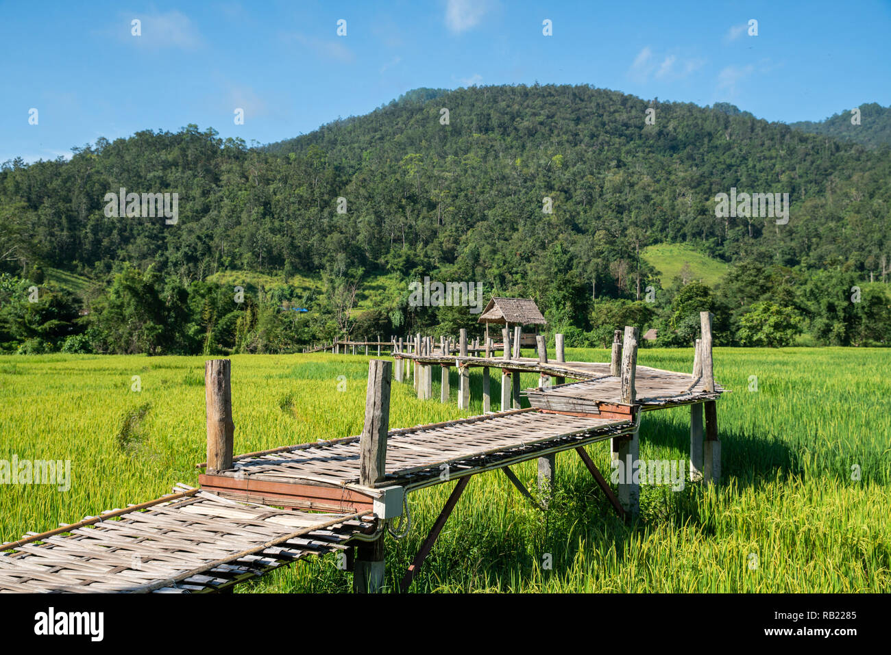 Bambus Webart weg Brücke und Reisfeld, auf die Landschaft. Stockfoto