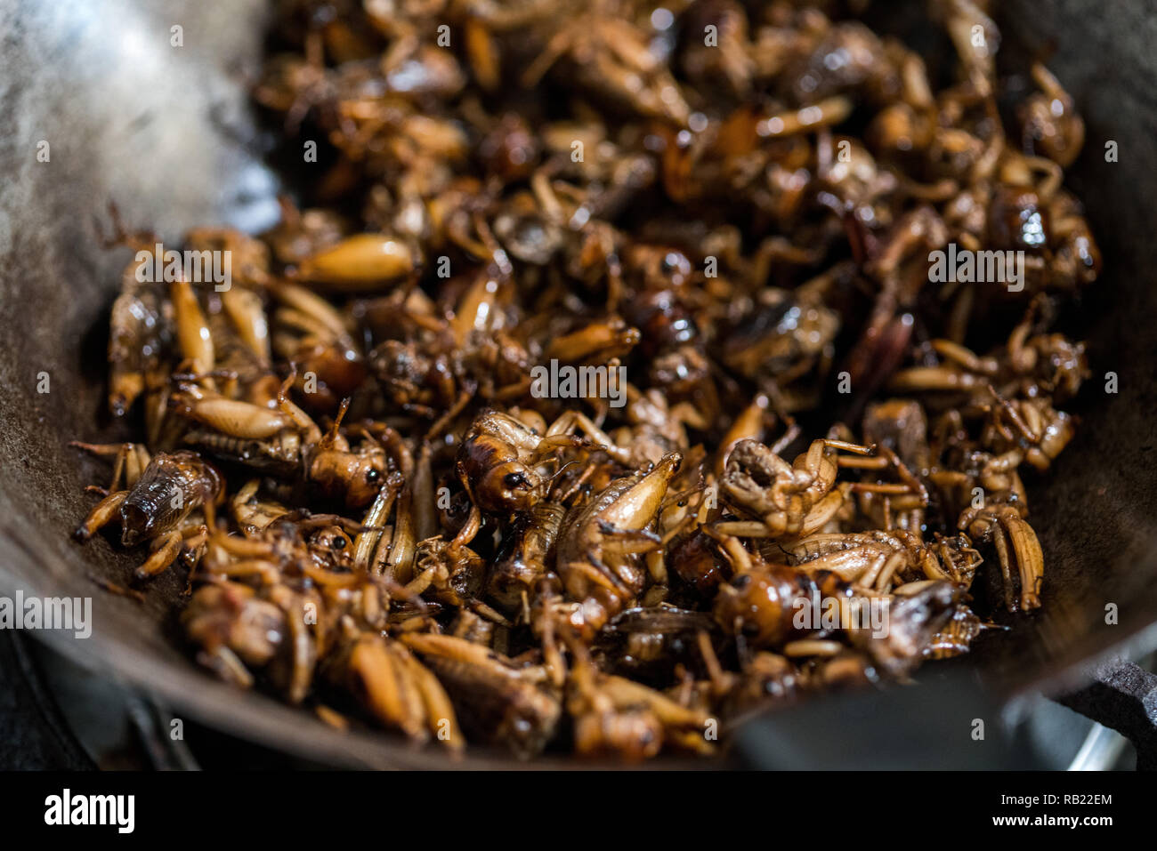 Gebratene Cricket, gebratene Insekt in Pan, Kochen für Essen Stockfoto