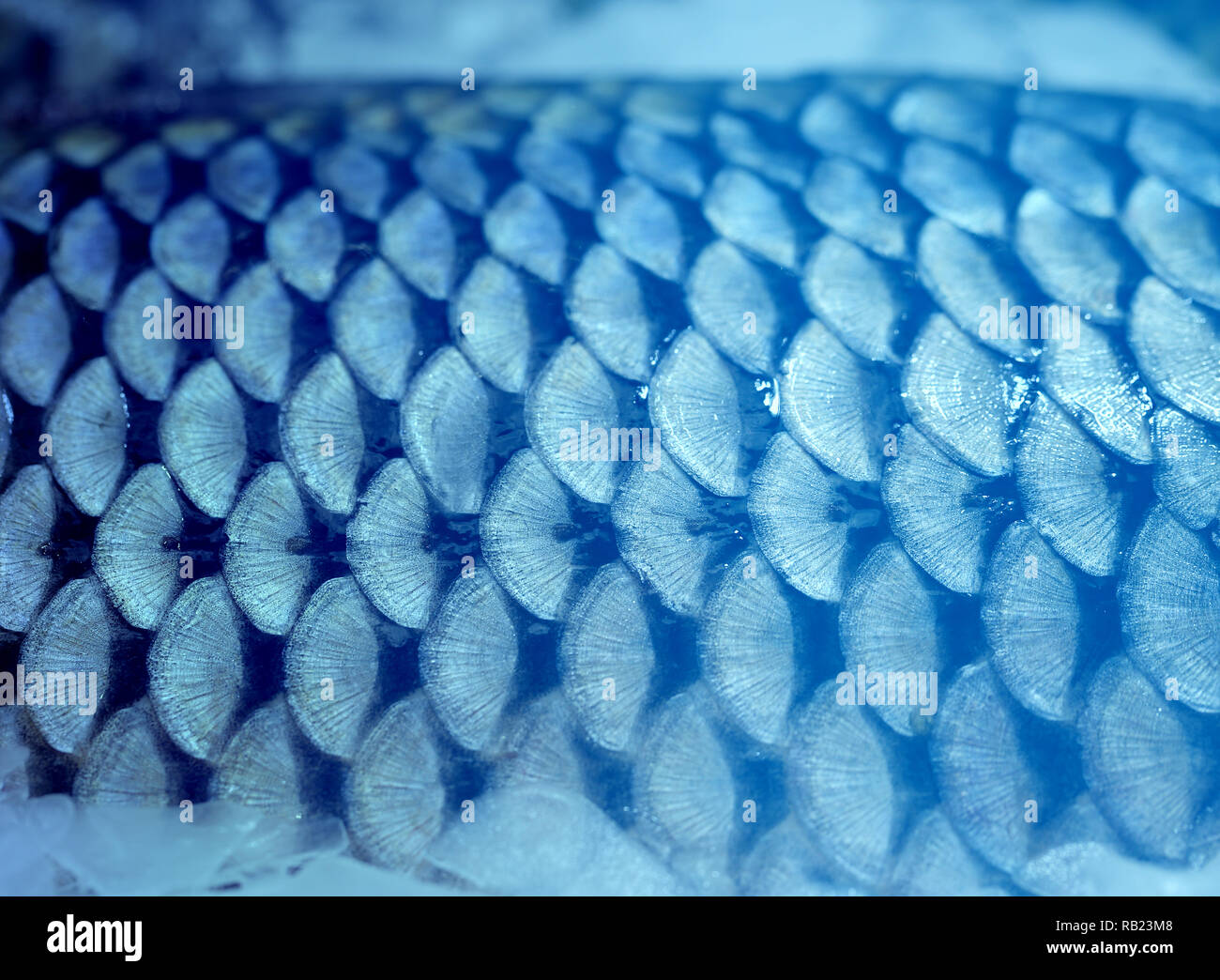 Foto der schönen Makro von großen Fischen Skalen auf einem Schaufenster im Eis Stockfoto