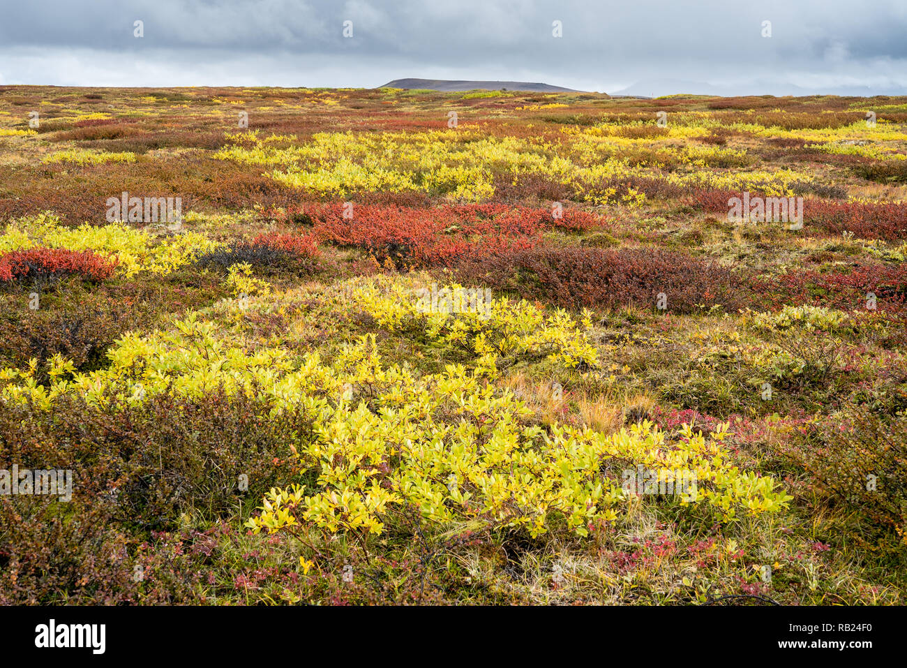 Vielfarbige arktische Weide im Herbstlicht in Island Stockfoto