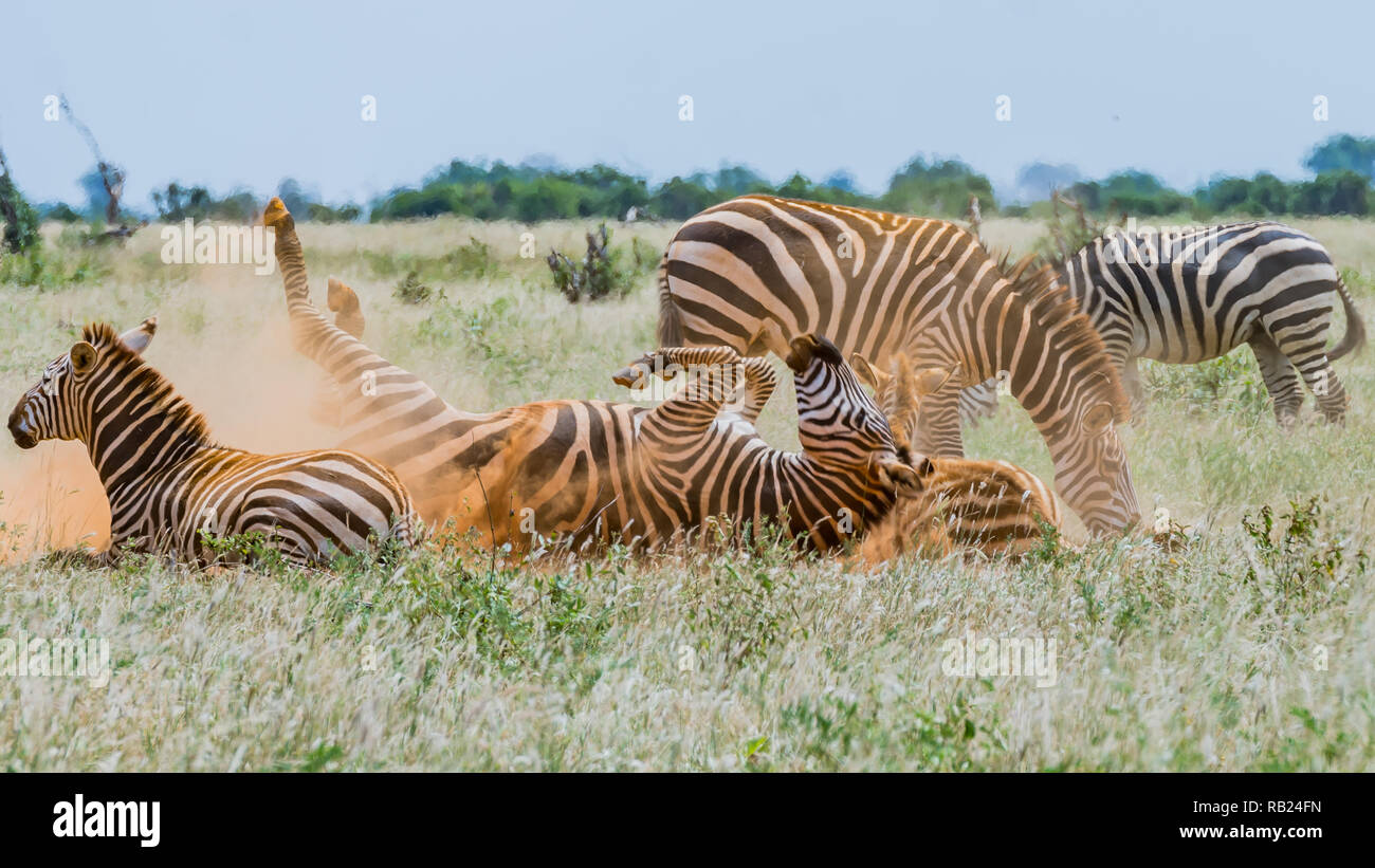 Ein Zebra auf dem Boden mit Bauch nach oben Stockfoto