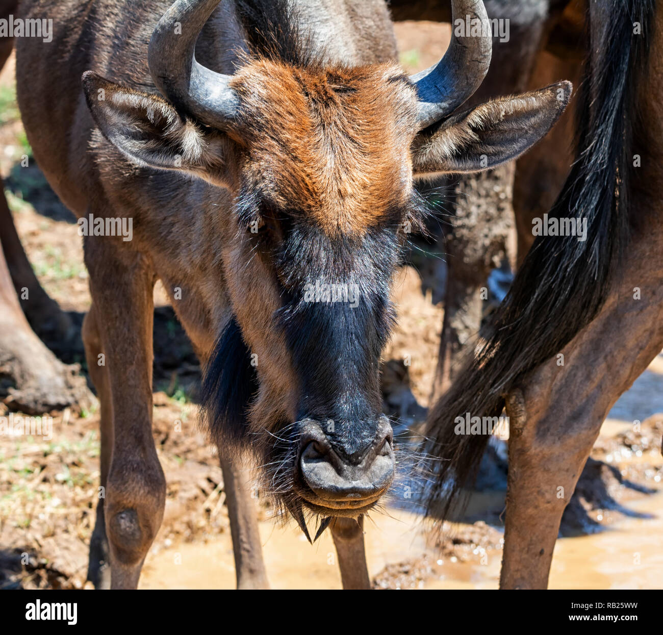 Blue Wildebeest an einem Wasserloch in der südlichen afrikanischen Savanne Stockfoto