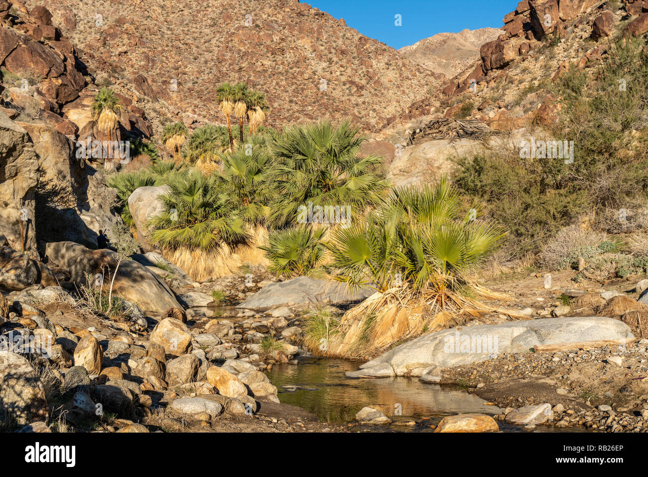 Palmen und fließenden Süßwasser, Borrego Palm Canyon Oase, Anza Borrego State Park, Kalifornien Stockfoto