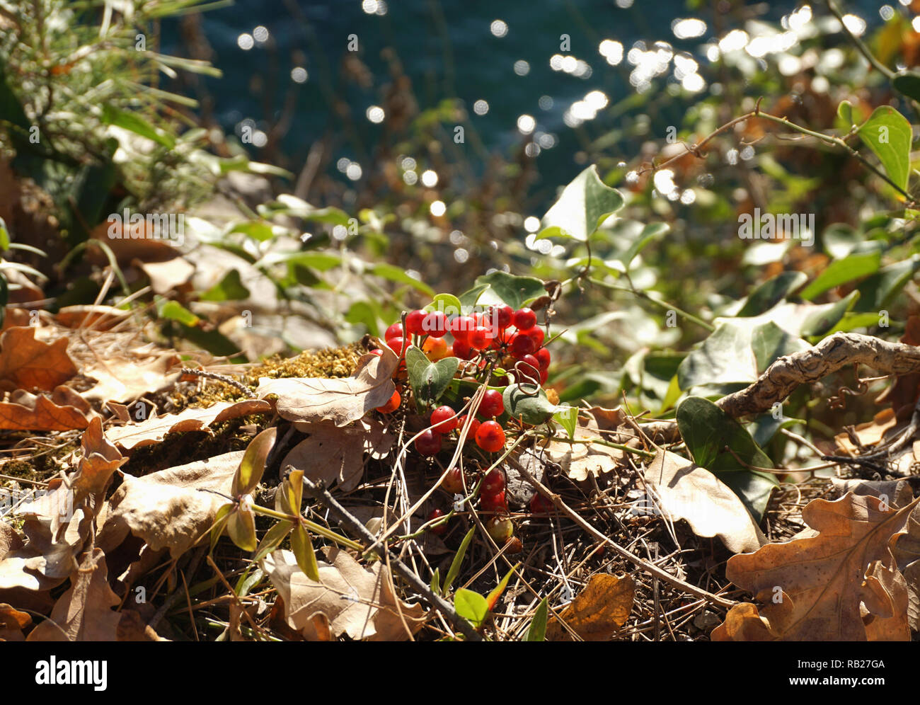 Giftige Beeren des Schwarzen Bryony Dioscorea communis oder tamus Communis Samen im Busch in der Nähe des Meeres Stockfoto