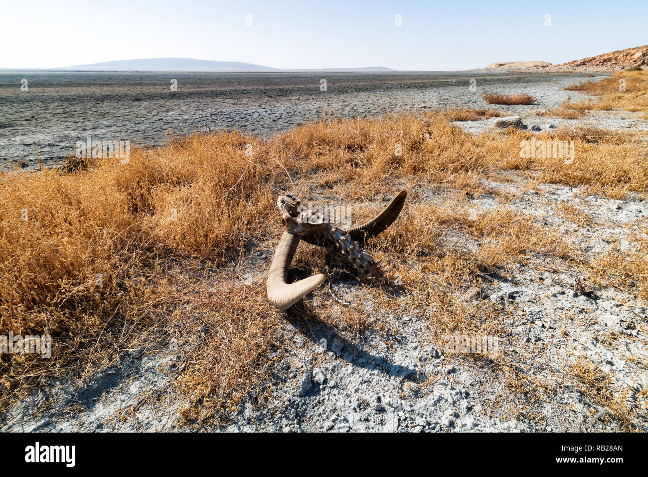Ein Kopf eines Armenischen mufflons an der Küste der Insel Espir, der drittgrößten Insel der Urmia See Stockfoto
