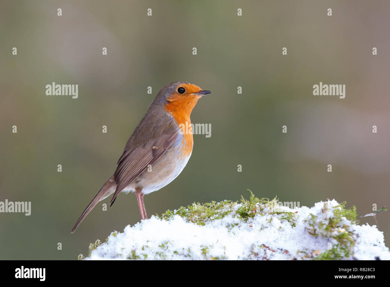 Robin [Erithacus rubecula] auf Schnee Stockfoto