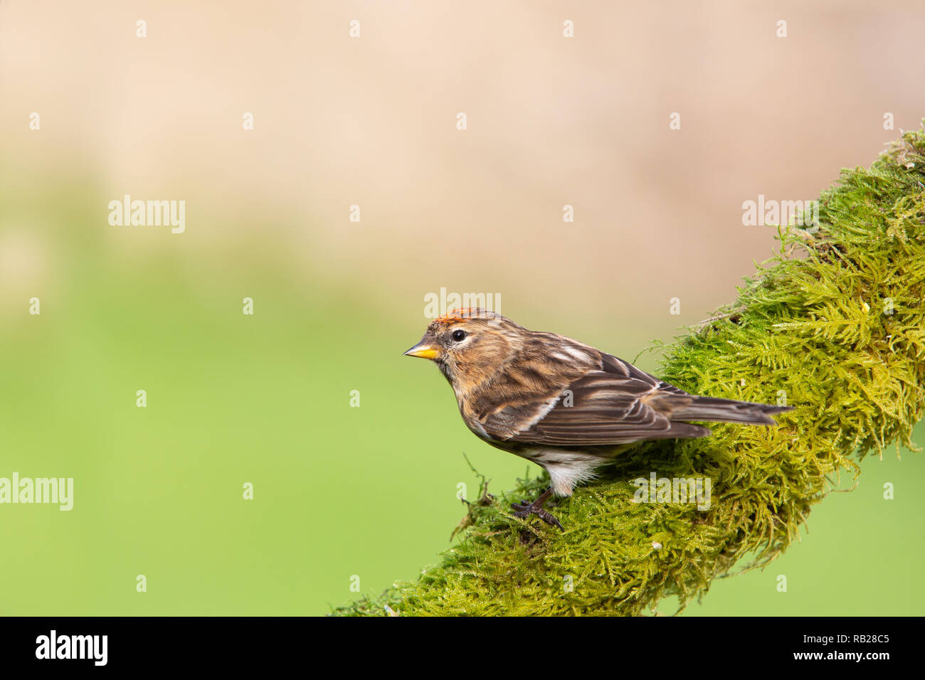 Weniger Redpoll [Carduelis Cabaret] auf bemoosten Ast Stockfoto