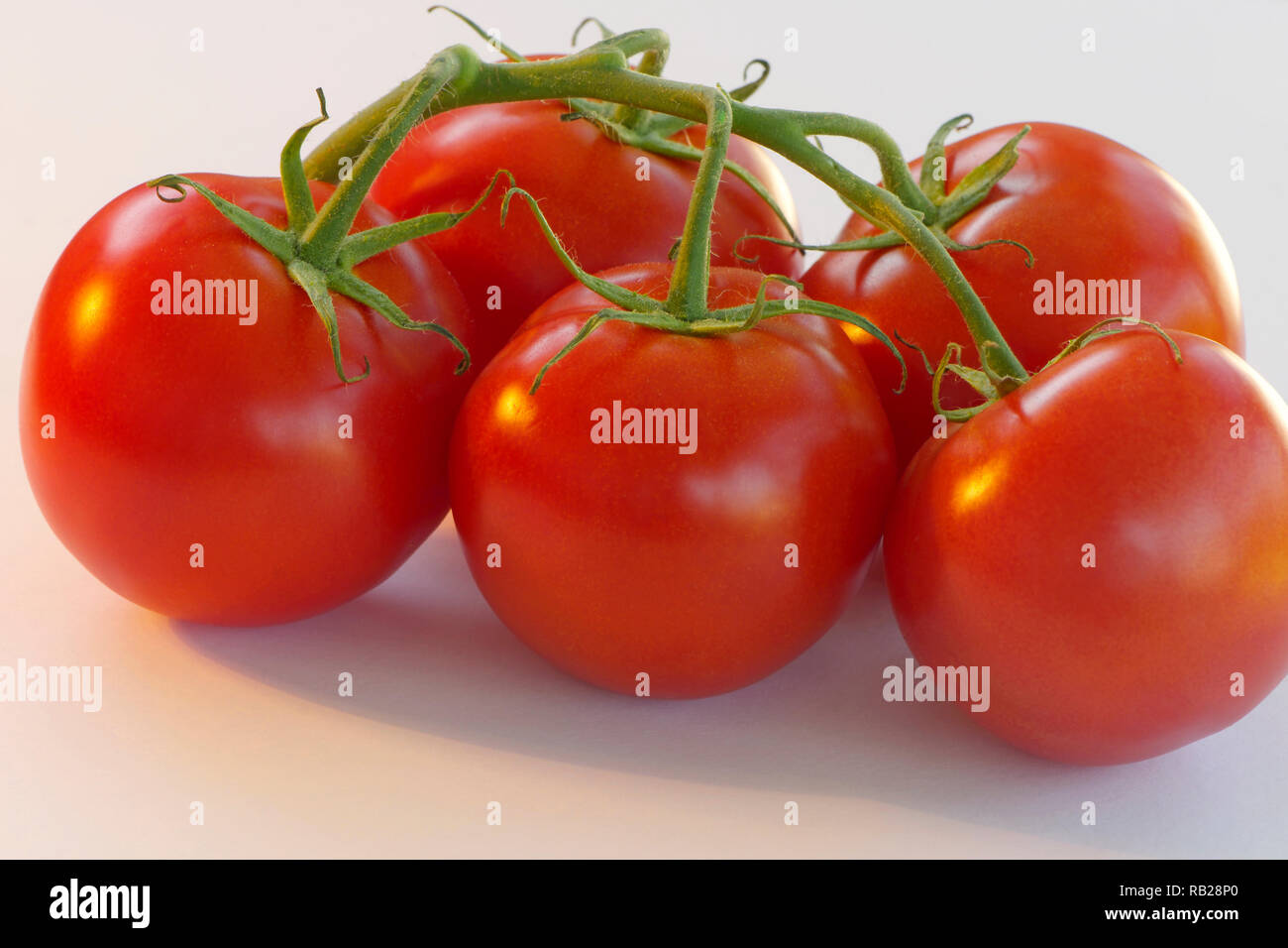 Fünf runden, roten Tomaten auf der Rebe (Solanum Lycopersicum) auf einem weißen Hintergrund. Stockfoto