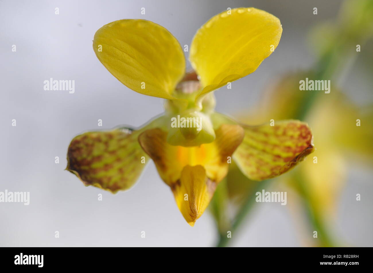 Blühende Orchidee. Blühende Orchidee. Virágzó Orchidea. Stockfoto