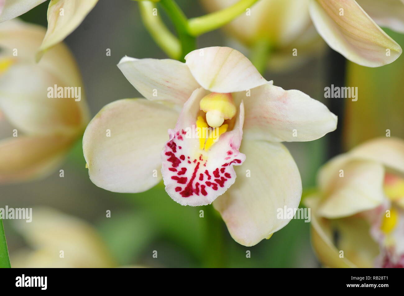 Blühende Orchidee. Blühende Orchidee. Virágzó Orchidea. Stockfoto