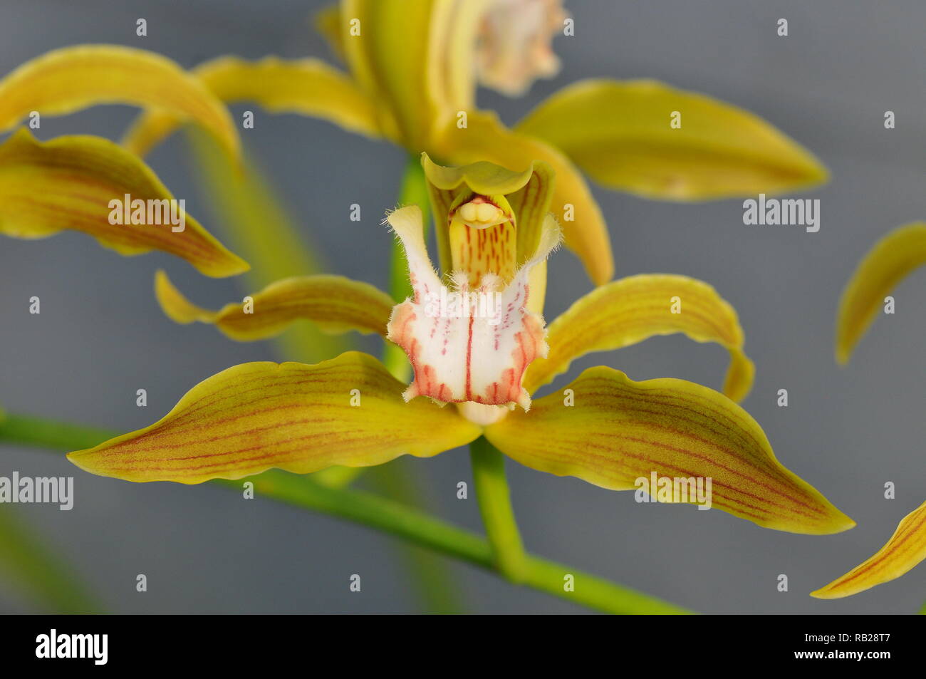 Blühende Orchidee. Blühende Orchidee. Virágzó Orchidea. Stockfoto