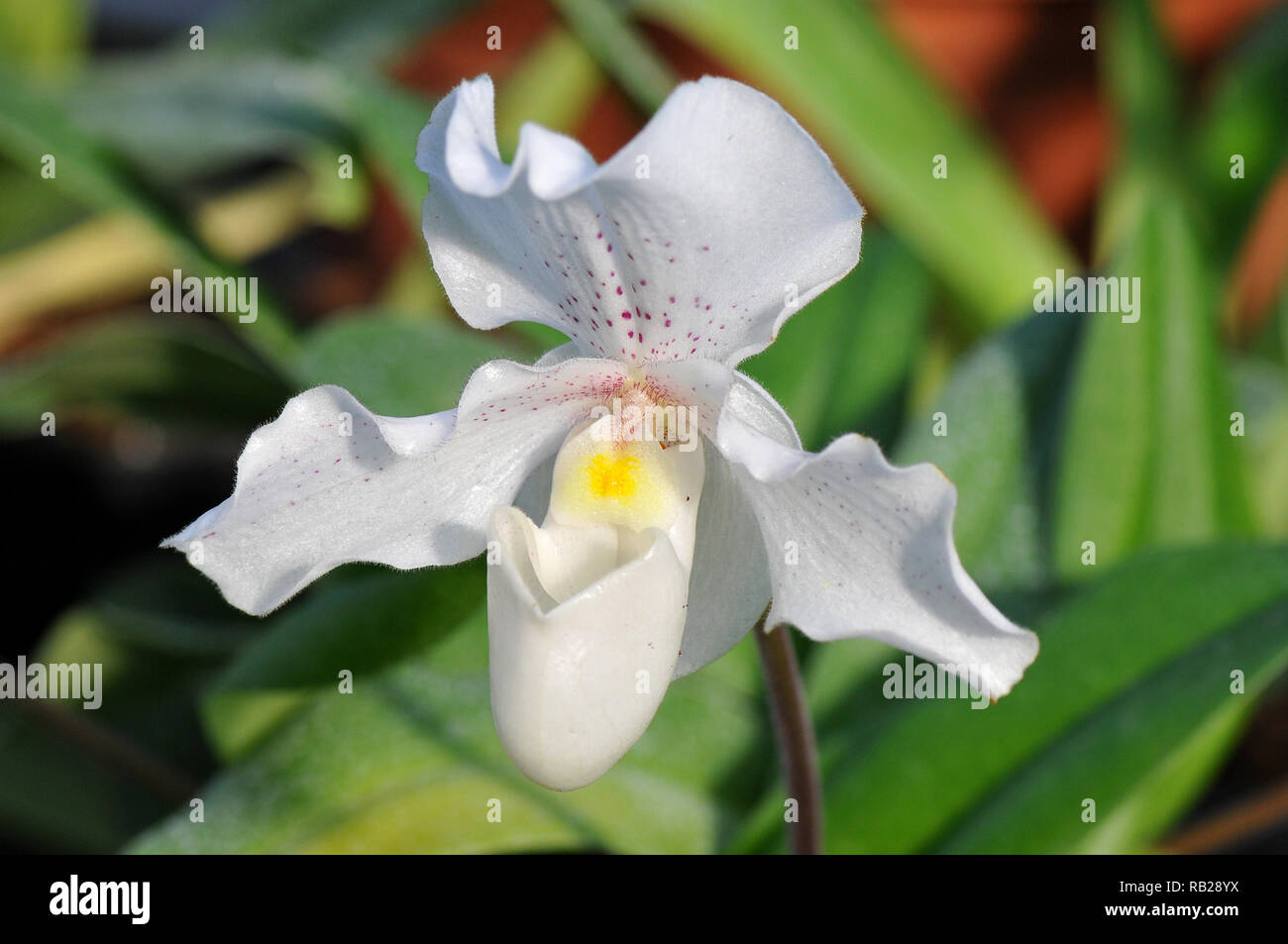 Blühende Orchidee. Blühende Orchidee. Virágzó Orchidea. Paphiopedilum Stockfoto