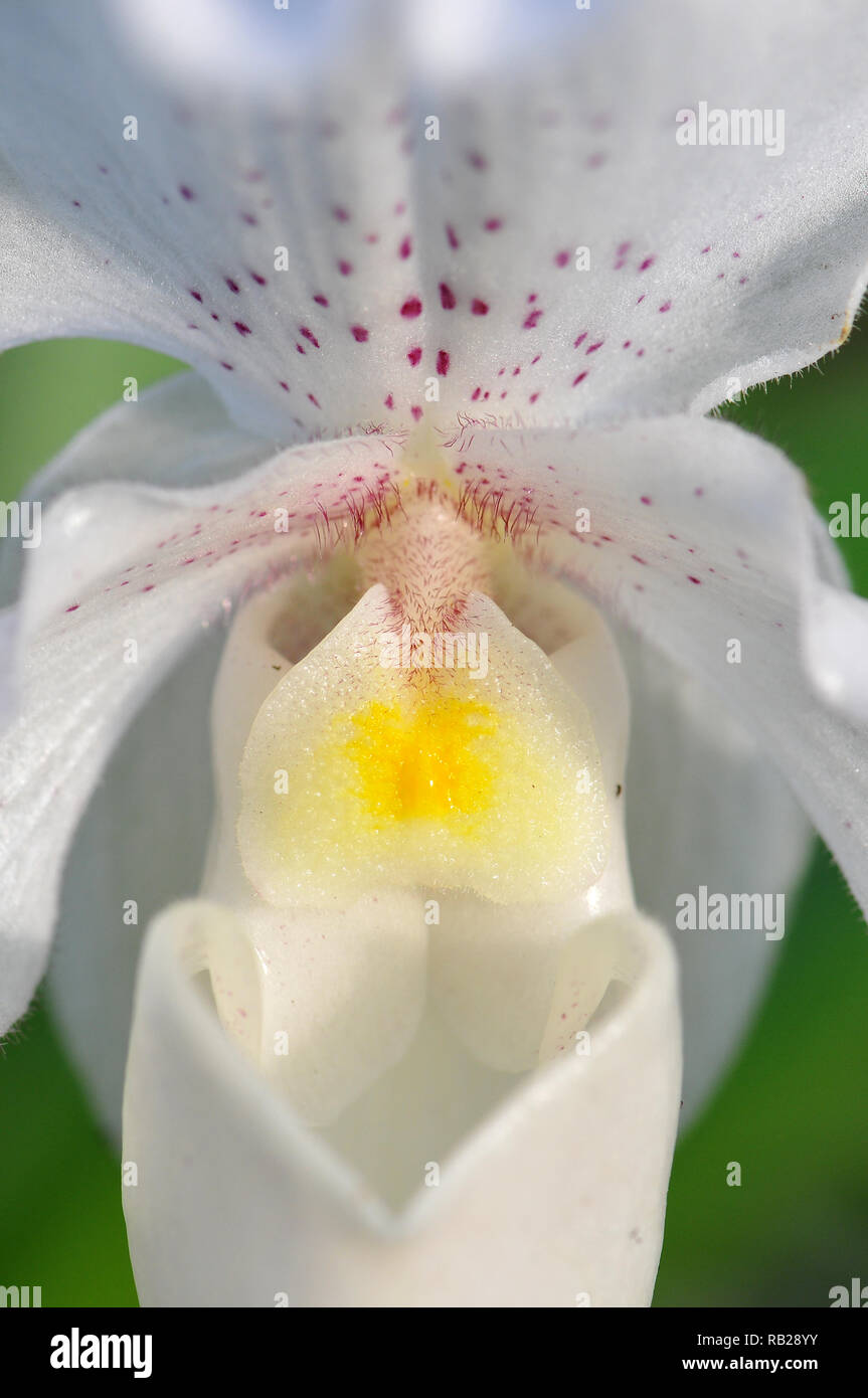 Blühende Orchidee. Blühende Orchidee. Virágzó Orchidea. Paphiopedilum Stockfoto