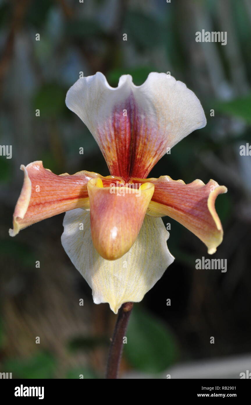Blühende Orchidee. Blühende Orchidee. Virágzó Orchidea. Paphiopedilum Stockfoto