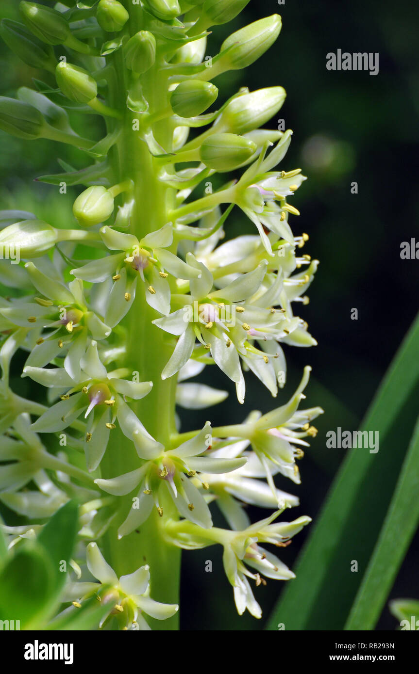 Ananas Lily, Wildepynappel, Eucomis pole-Evansii, ananászliliom Stockfoto