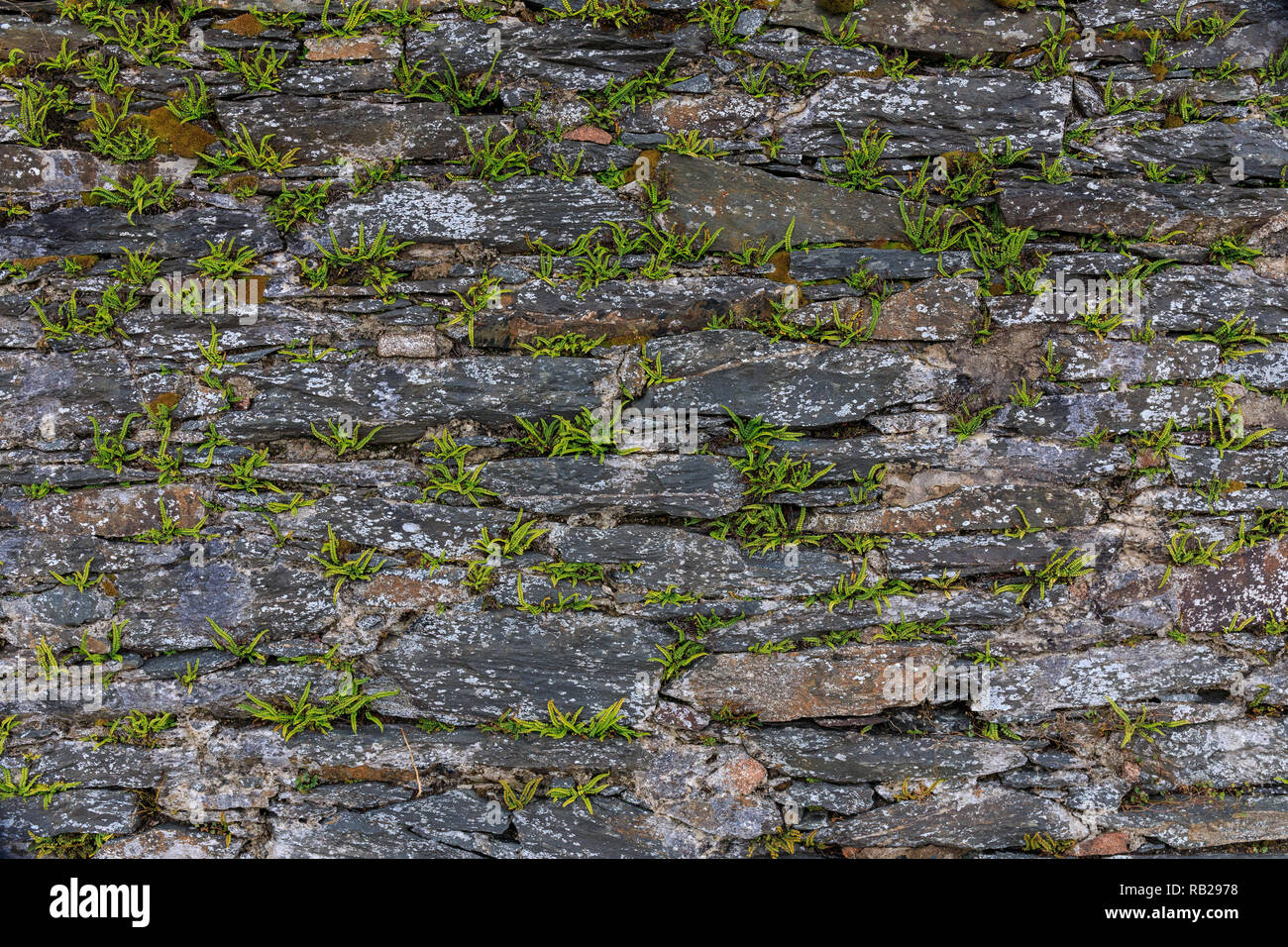 Detailansicht einer rustikalen Bereich Steinmauer mit Farnen wächst. Stockfoto