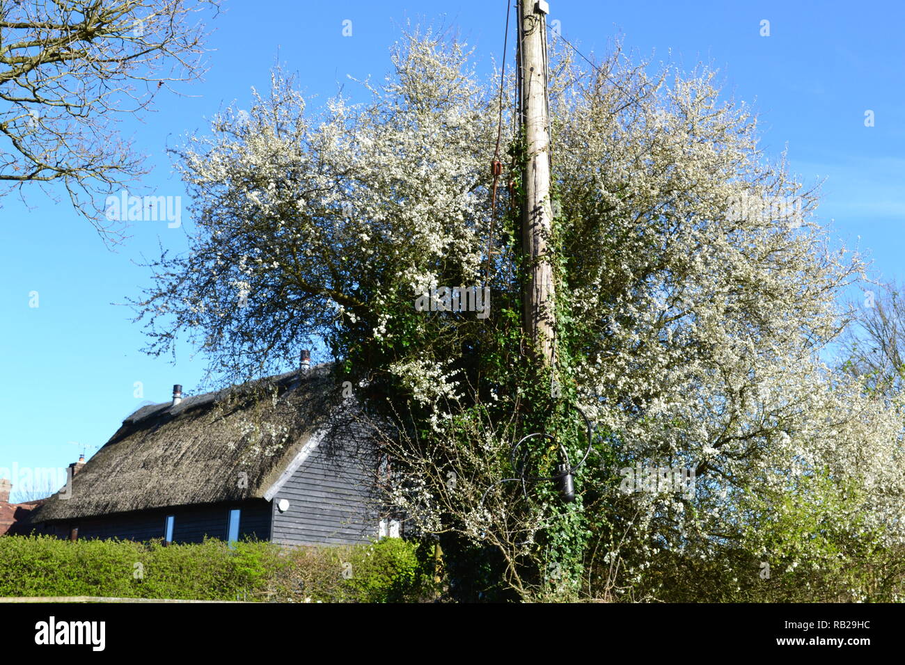 Schlehdorn ist einer der ersten Bäume/Sträucher zu platzen in Blüte in der Wildnis. Hier ist eine große, wachsende einen Telegrafenmast im historischen Hever, Kent Stockfoto