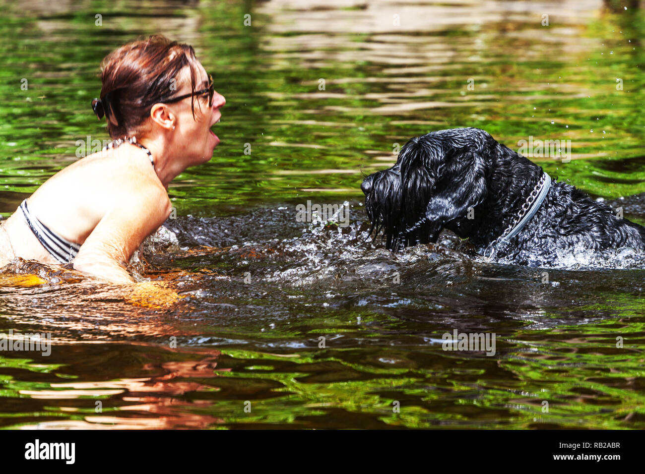 Frau und schwarzer Schnauzer Hund im Wasser, Sommerurlaub am Fluss, Tschechische Republik Hund Frau von Angesicht zu Angesicht Stockfoto