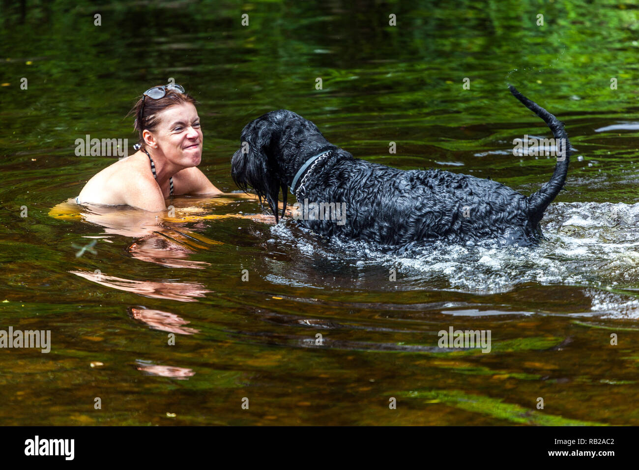 Frau spielt mit einem Schnauzer Hund im Wasser, Sommerurlaub am Fluss, Tschechische Republik Frau Hund Wasser Stockfoto