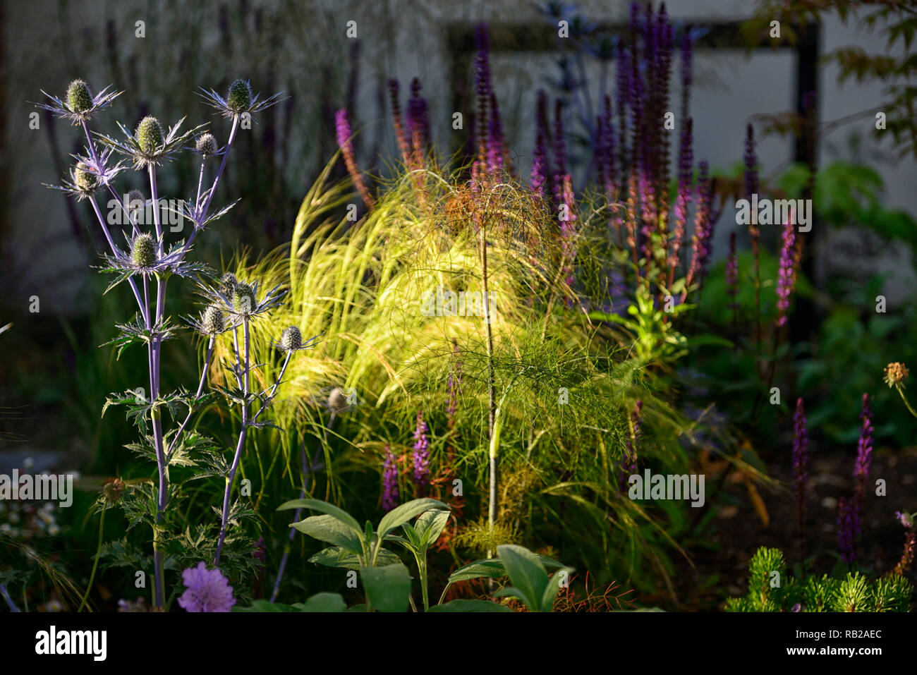 Abendsonne leuchtet, leuchten, strahlt und glänzt, neu bepflanzt, Mix, Gemischt, Staudenbeet, Grenze, scabiosa, eryngium, Eisenkraut, Acer, Gartenanlagen, Gartengestaltung, RM Stockfoto
