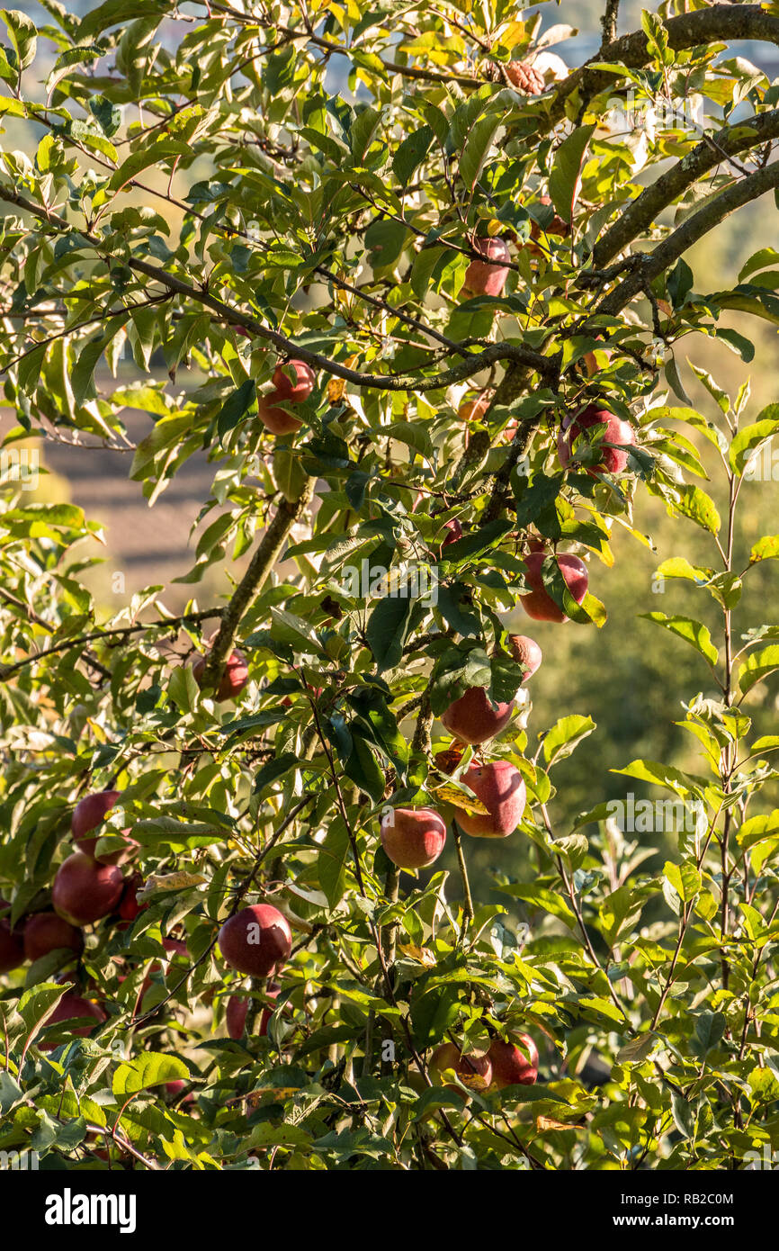 Rote Äpfel hängen an einem Apfelbaum Stockfoto