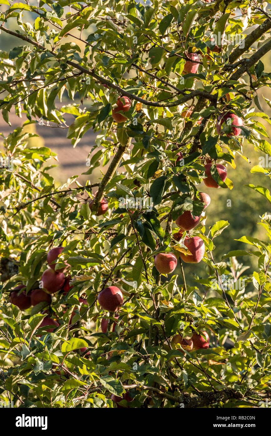 Rote Äpfel hängen an einem Apfelbaum Stockfoto