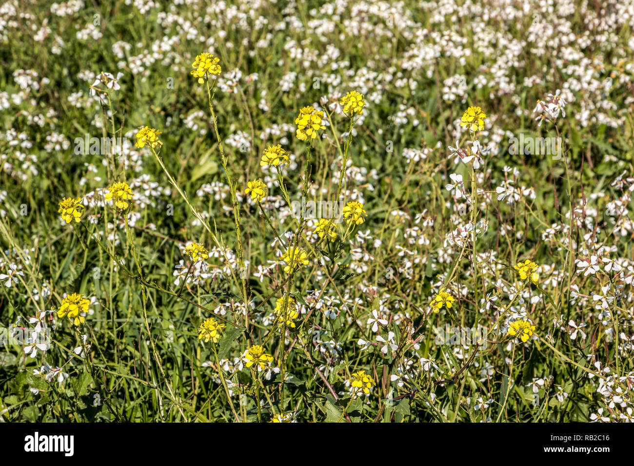 Grün und bunte Blume Feld mit gelben und weißen Blumen Stockfoto