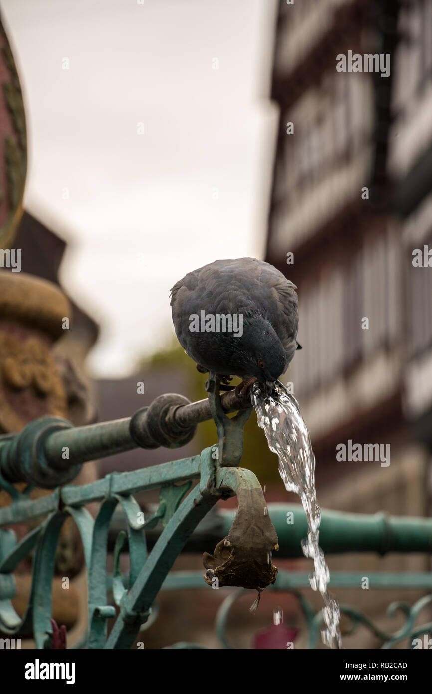 Trinken Taube sitzt auf einem Brunnen mit alten Häusern im Hintergrund Stockfoto