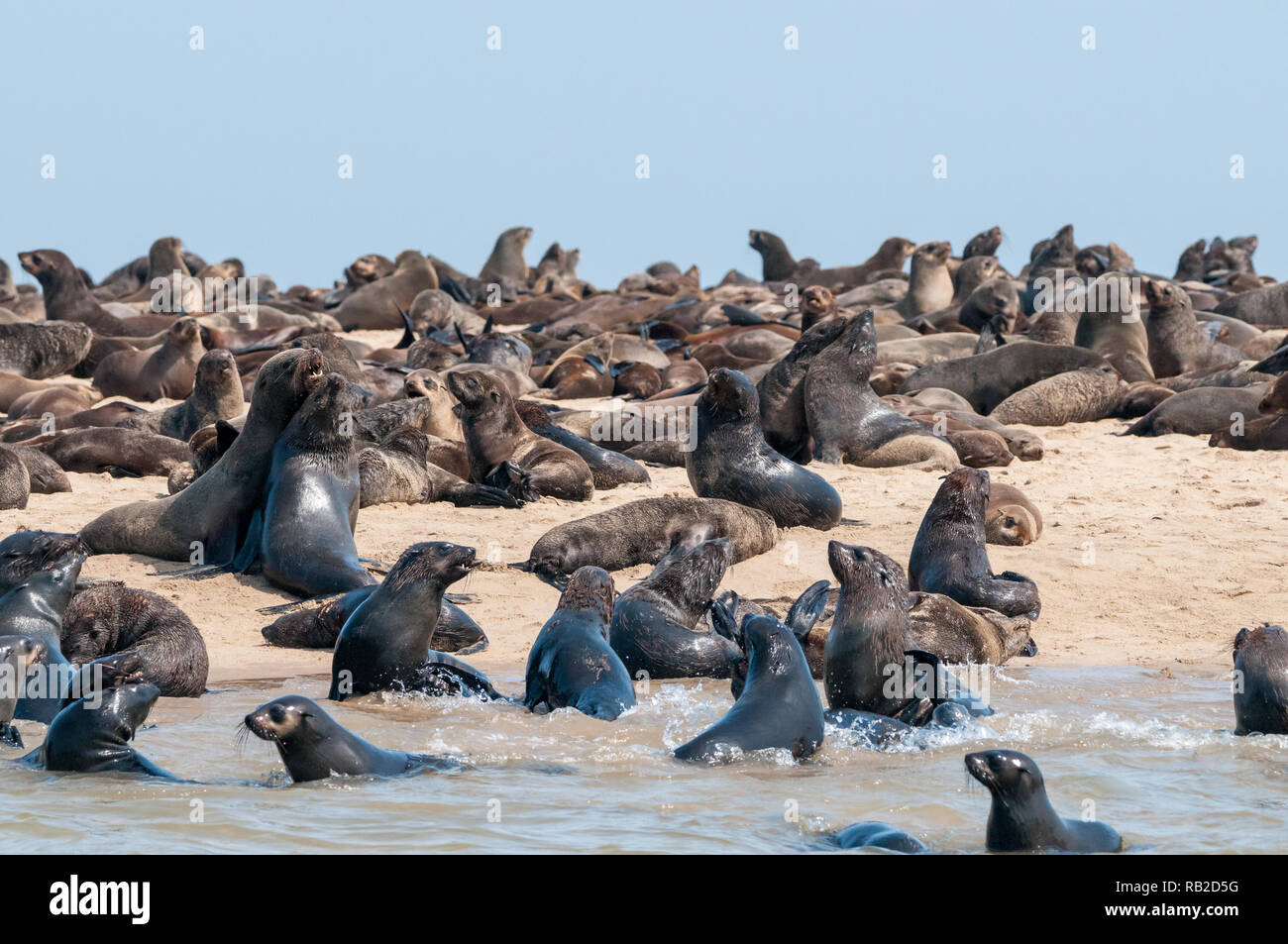 Cape fur Seal, Arctocephalus pusillus, am Strand, Walvis Bay, Namibia Stockfoto
