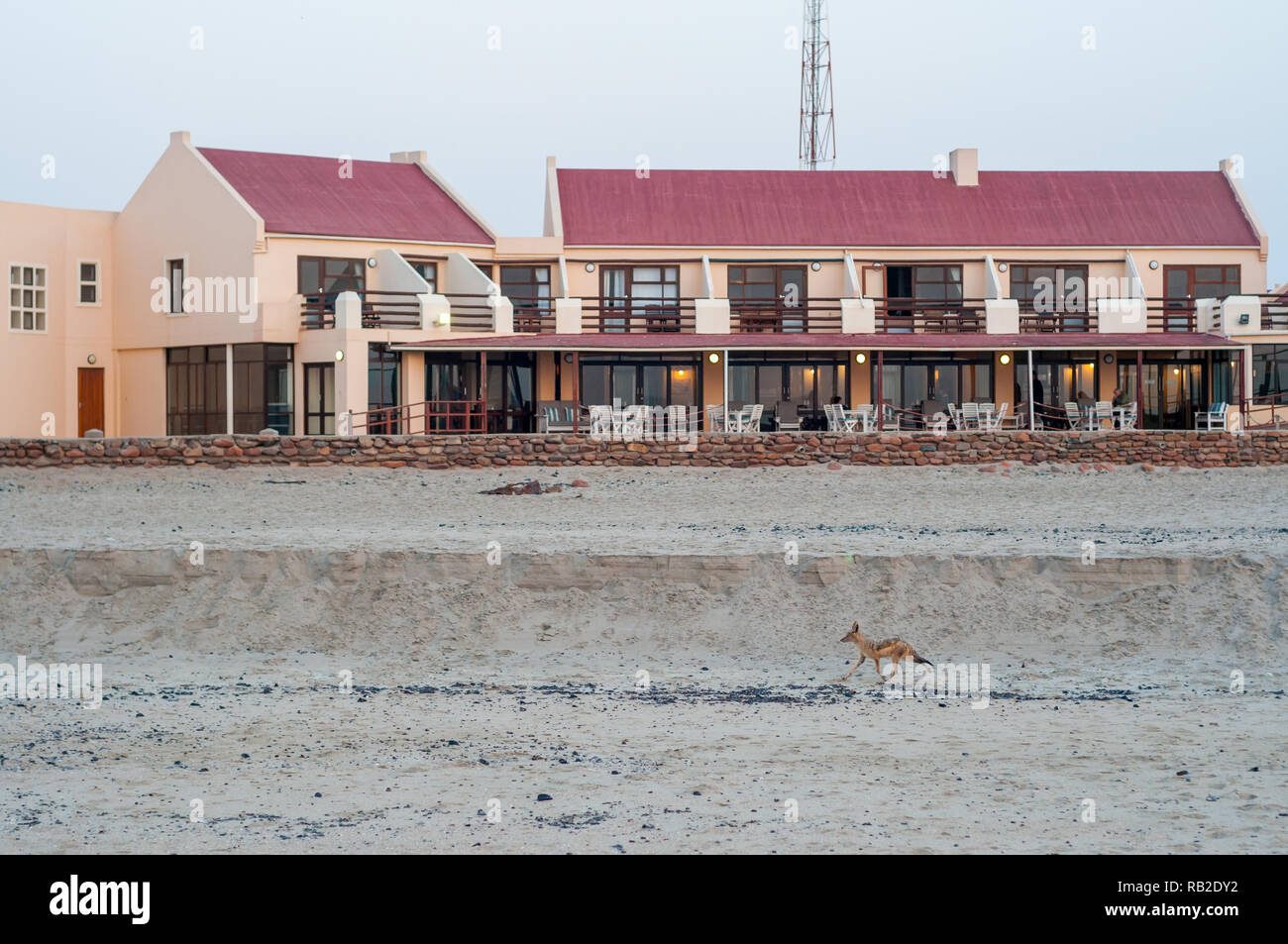 Black-backed Jackal vor Cape Cross Lodge, Strand, Namibia Stockfoto