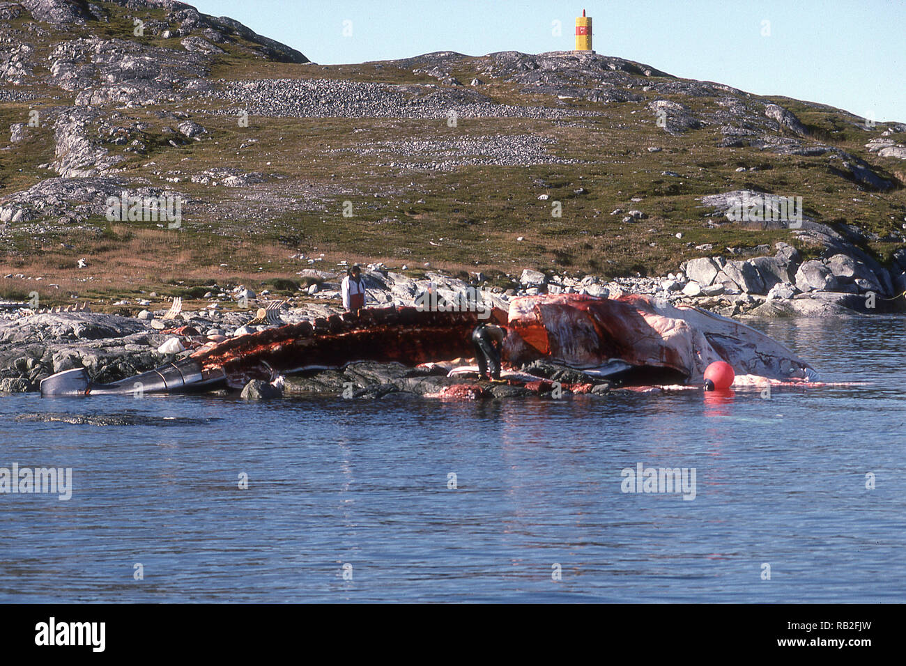 Dass FINWHALE FLENSED, Nuuk, Grönland. Stockfoto