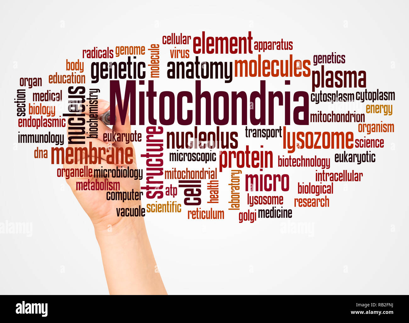 Mitochondrien Wort cloud und Hand mit Marker Konzept auf weißem Hintergrund. Stockfoto