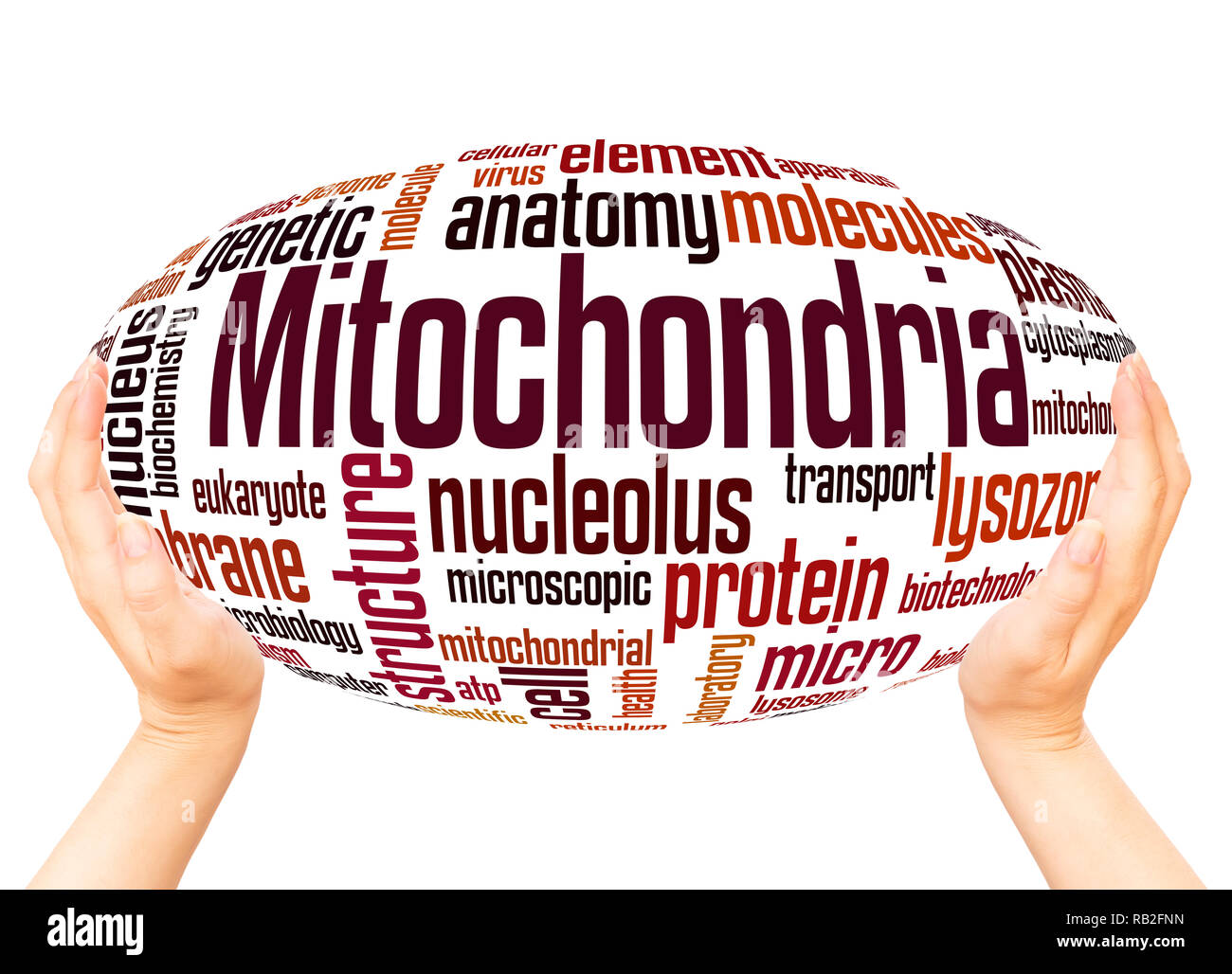 Mitochondrien Wort Cloud Hand Kugel Konzept auf weißem Hintergrund. Stockfoto