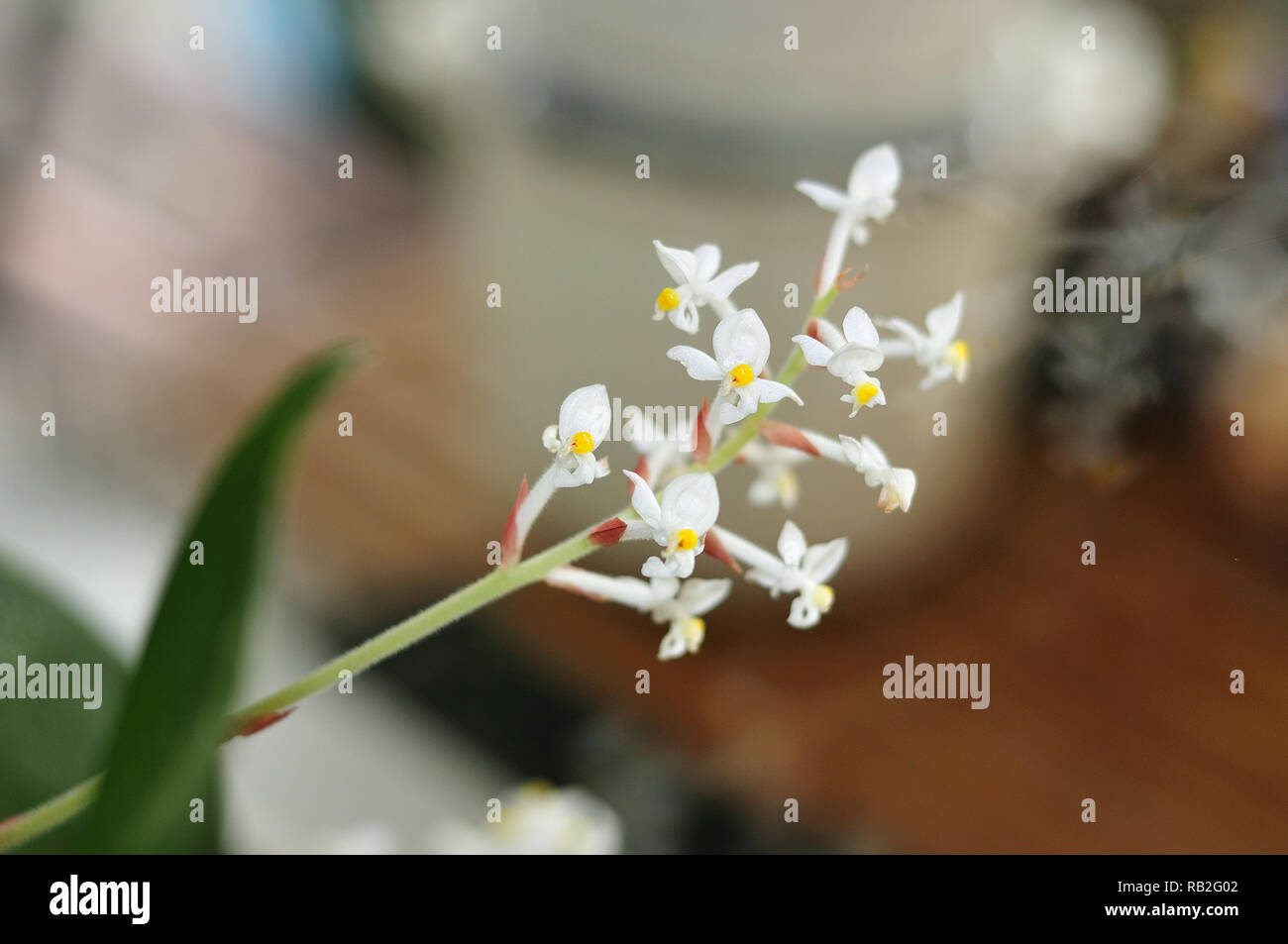 In der Nähe von kleinen weißen Blüten ein Juwel orchid Stockfoto
