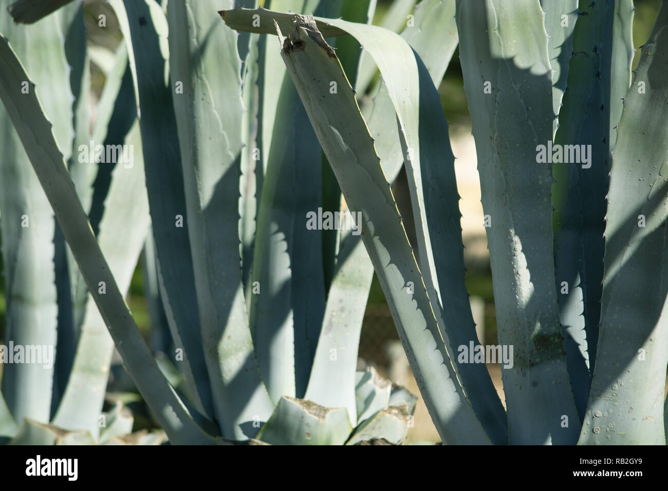 Aloe Vera Pflanze an einem sonnigen Tag im Dezember auf Mallorca, Spanien Stockfoto