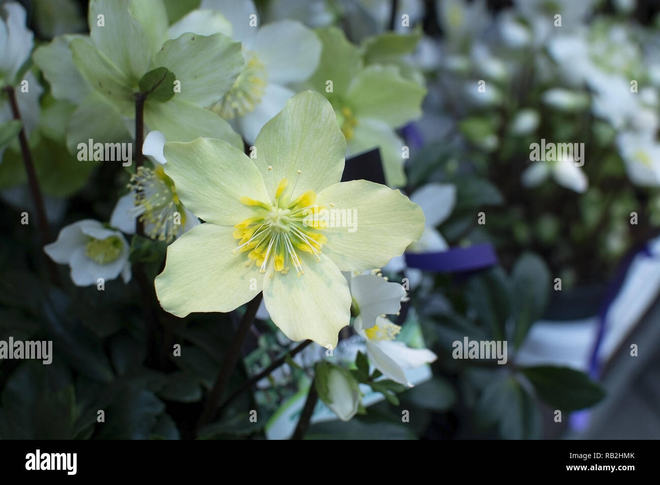 Helleborus Weihnachten weiße Rose Nahaufnahme mit Blüten und Stempel Stockfoto