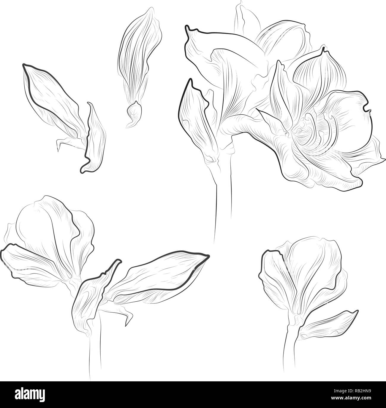 Monochrome amaryllis Strichzeichnungen, isoliert Stock Vektor